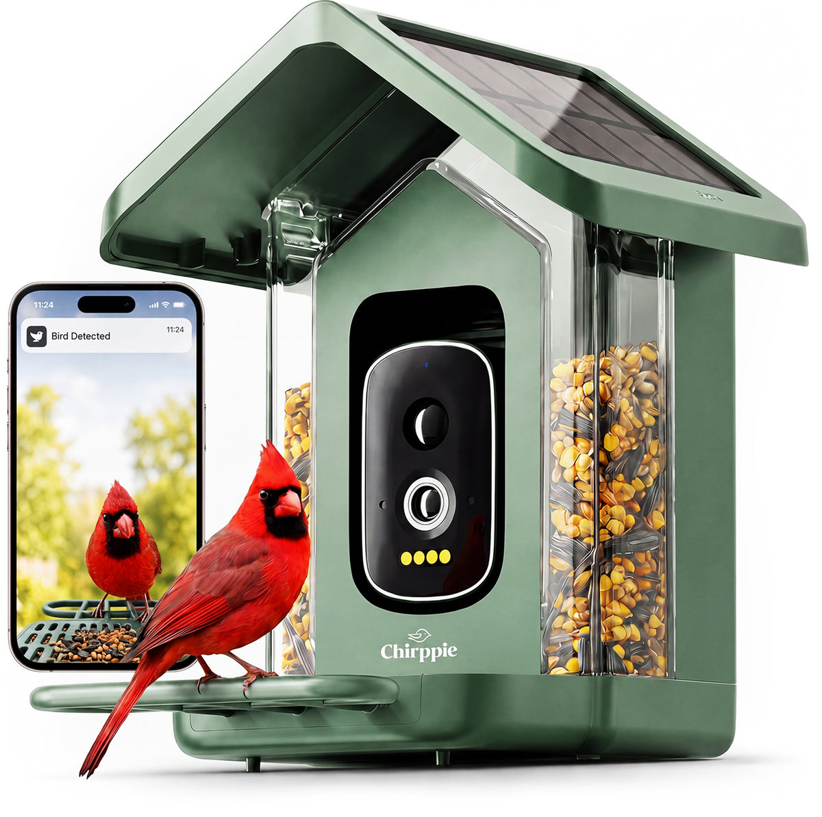 Green Chirppie smart bird feeder with phone showing Bird Detected notification
