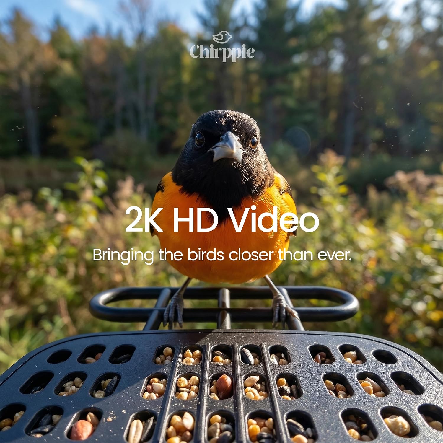 See Every Feather in 2K Detail