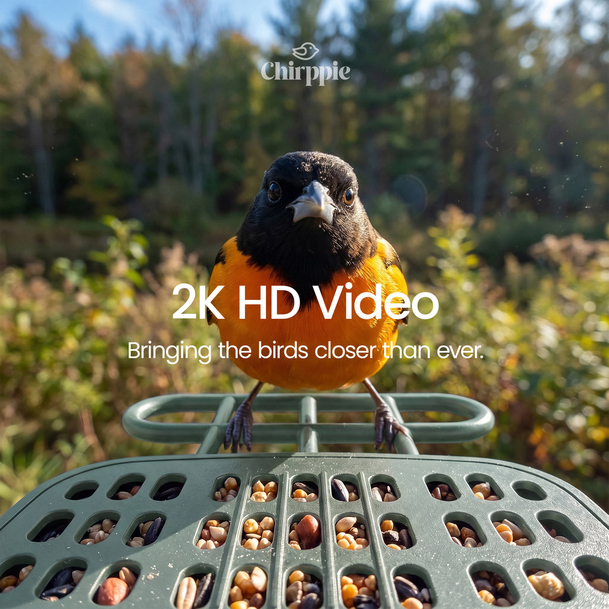 Baltimore oriole on green Chirppie feeder, 2K HD video